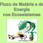 Fluxo de Matéria nos Ecossistemas