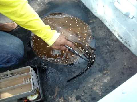 Peixe Arraia Pode Comer? Faz Mal a Saúde?