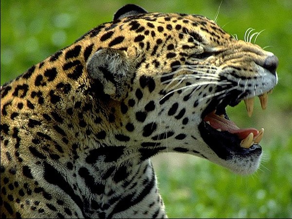 Ficha Técnica do Leopardo: O Predador Alfa