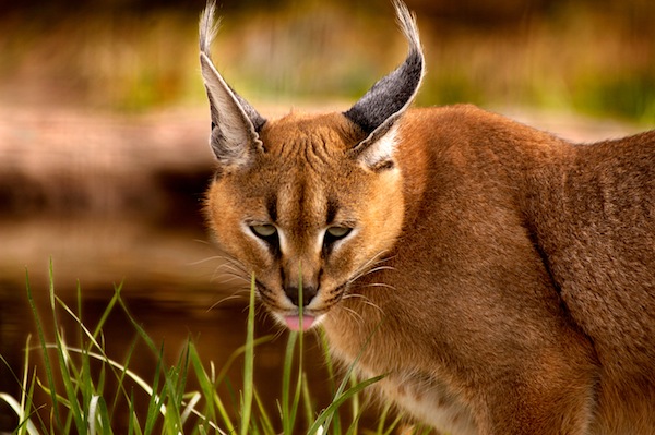 Lince do Deserto: Nome Científico, Características e Fotos