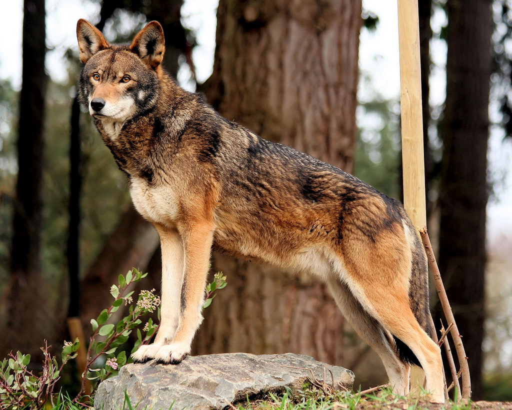 Lobo Vermelho (Canis rufus): Características, Habitat e Extinção