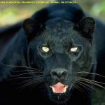 Pantera Negra 2