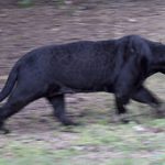 Pantera Negra 6