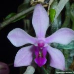 Phalaenopsis Taenialis