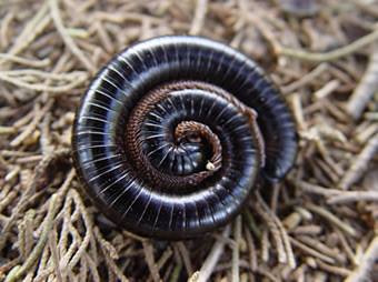 Piolho de Cobra Pequeno Nome Científico e Fotos