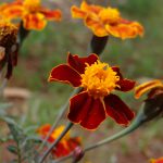 Tagetes Cravo de Defunto