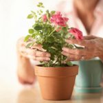 Adubando Roseiras em Vaso
