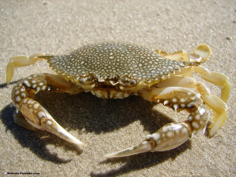 Características do Animal Siri