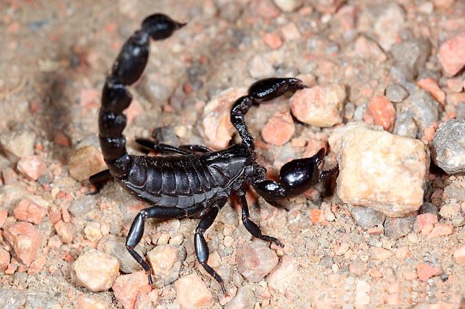 Escorpião Preto É Venenoso? Ele Pode Matar?