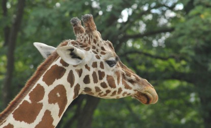 Ficha Técnica da Girafa e Taxonomia