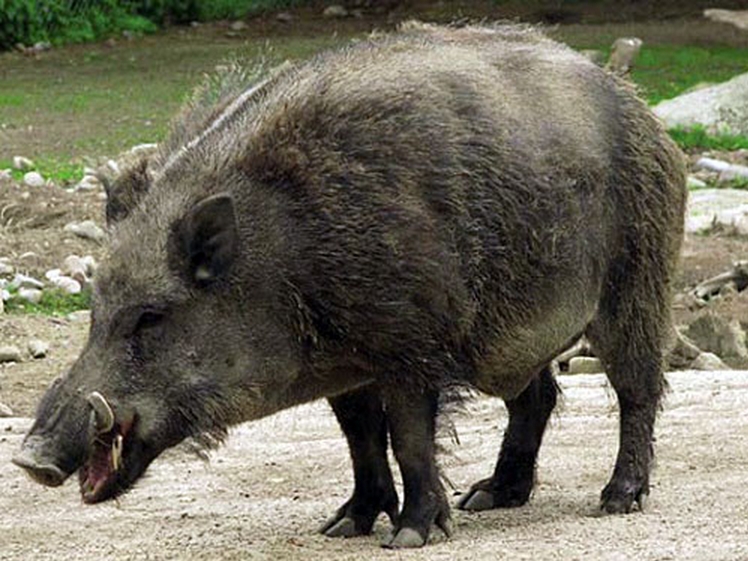Criação de Javaporco Com Filhotes à Venda no Brasil