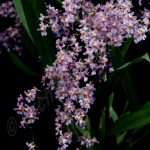 Oncidium Ornithorhynchum