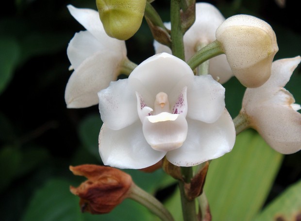 Como Engrossar Orquídeas