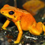 Phyllobates Terribilis