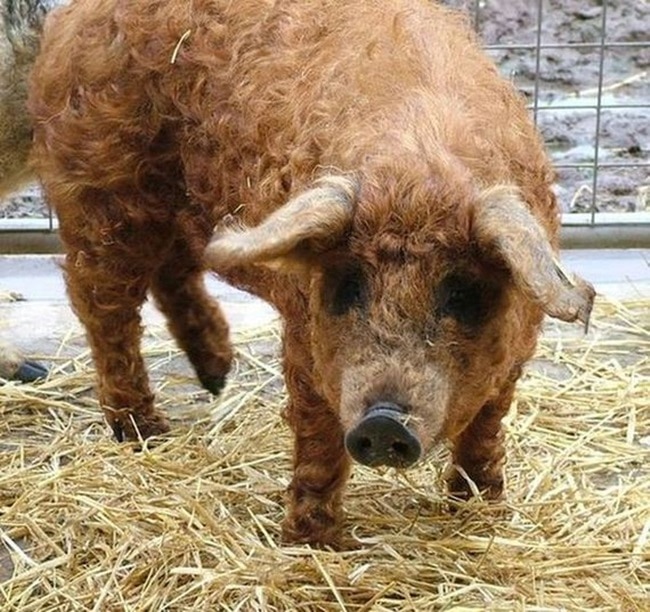 Porco Doméstico Mangalitsa no Brasil: Características e Fotos