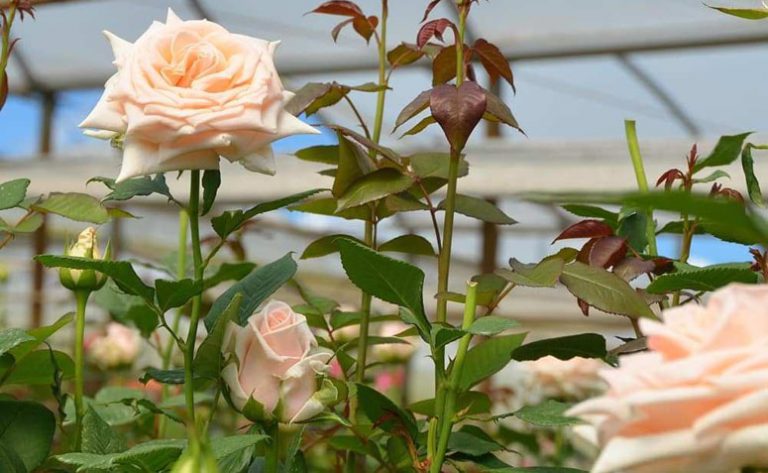 Rosa Plantada em Terra Firme