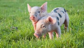Origem do Porco, História e Importância do Animal