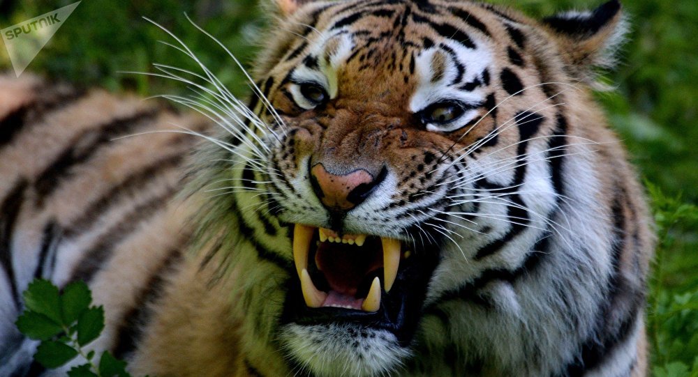 Reprodução do Tigre, Filhotes e Tempo de Gestação