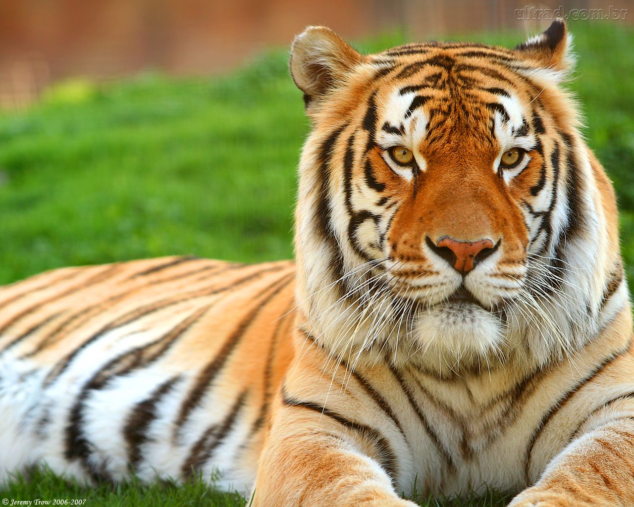 Tamanho do Tigre, Peso, Comprimento