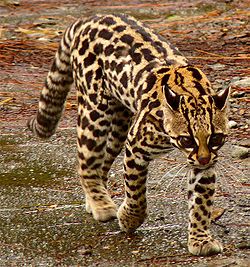 Gato Maracajá Está em Extinção no Brasil?