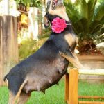 Gestação de Cachorro