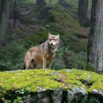 Lobo Vermelho na Floresta