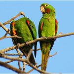 Maritaca verde em galho de árvore
