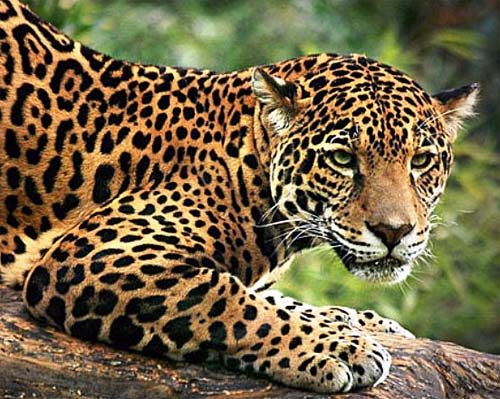 Felinos Silvestres do Rio Grande do Sul