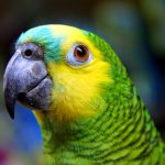 Maritaca características físicas asas e cauda