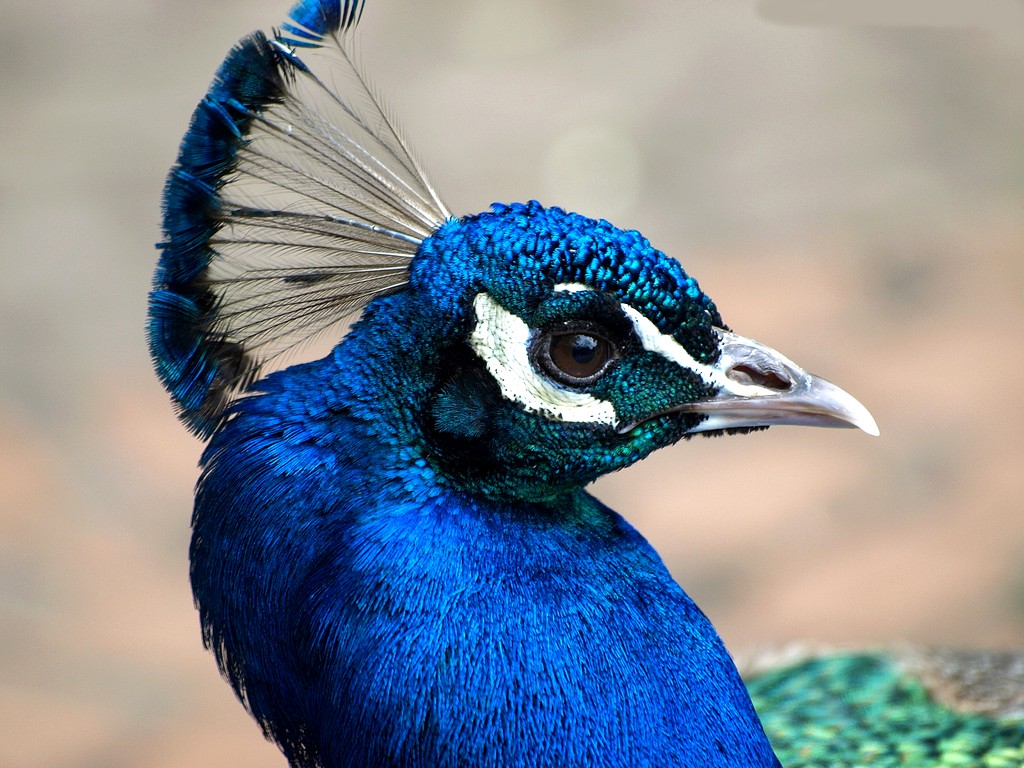 Pavão Azul Ave: Características, Curiosidades, Ovos e Migração