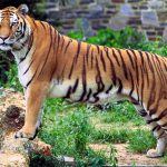 Tigre-Malaio No Meio do Mato Em Cima de Um Tronco