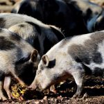 Porco piau agronegócio carne exportação