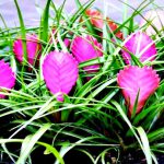Bromélia Tillandsia