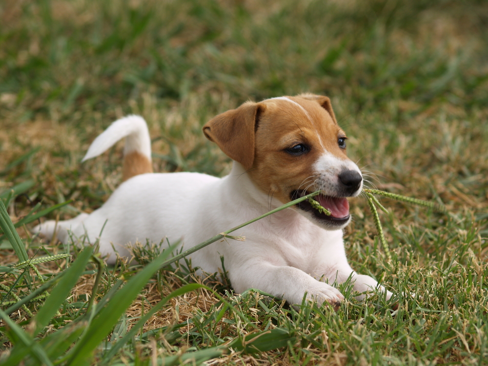 Texto Informativo Sobre Cachorro Para Educação Infantil