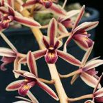 Cymbidium aloifolium