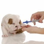 Diabete no Cachorro