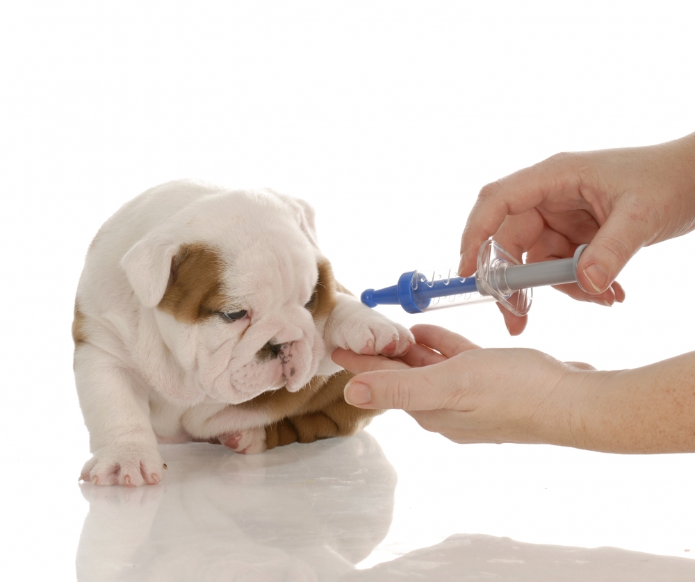 Lista das Principais Doenças em Cachorros: Sintomas e Tratamento