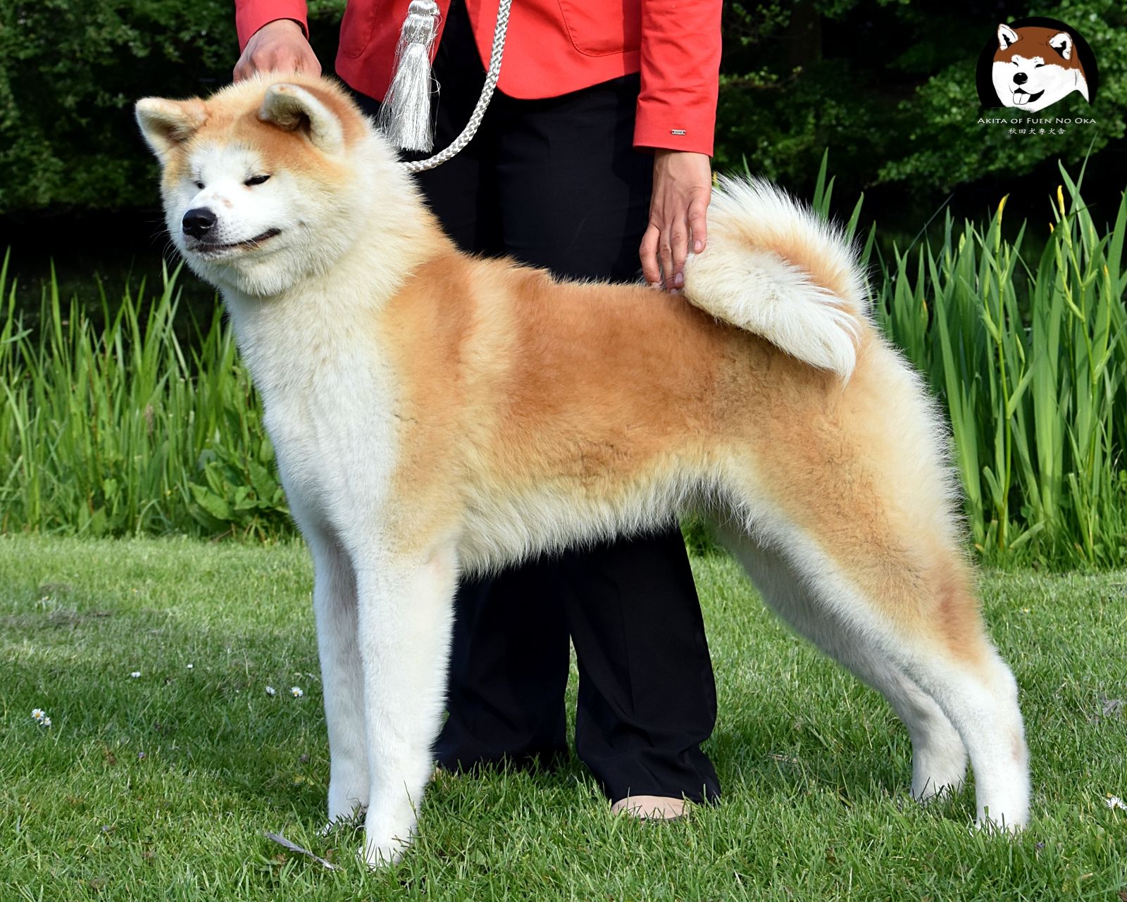 Akita Inu: Personalidade, Comportamento da Raça e Tamanho
