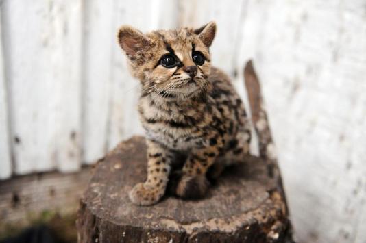 Gato-Maracajá Leopardus: Características e Fotos
