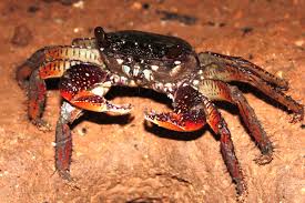 Crustáceos do Manguezal: Espécies e Fotos