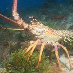 Lagosta Animal