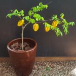 Pé de Carambola Pequeno em Vaso