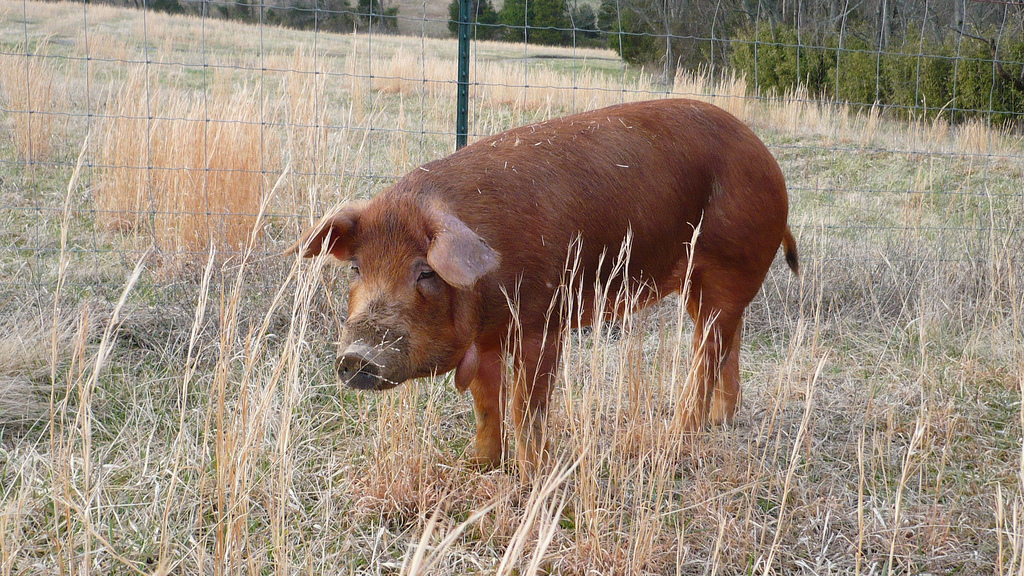 Porco Doméstico: Duroc, Pietrain, Landrace e Vermelho