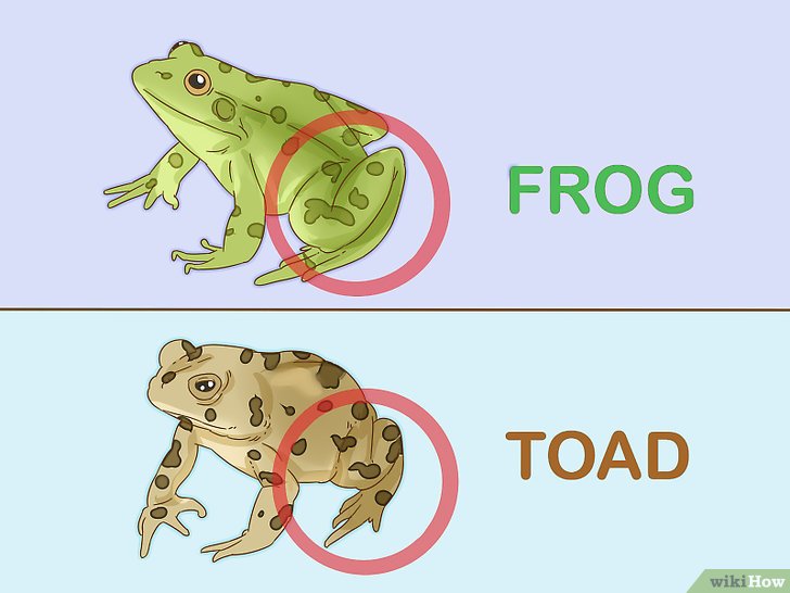 Diferenças Entre Rã e Sapo