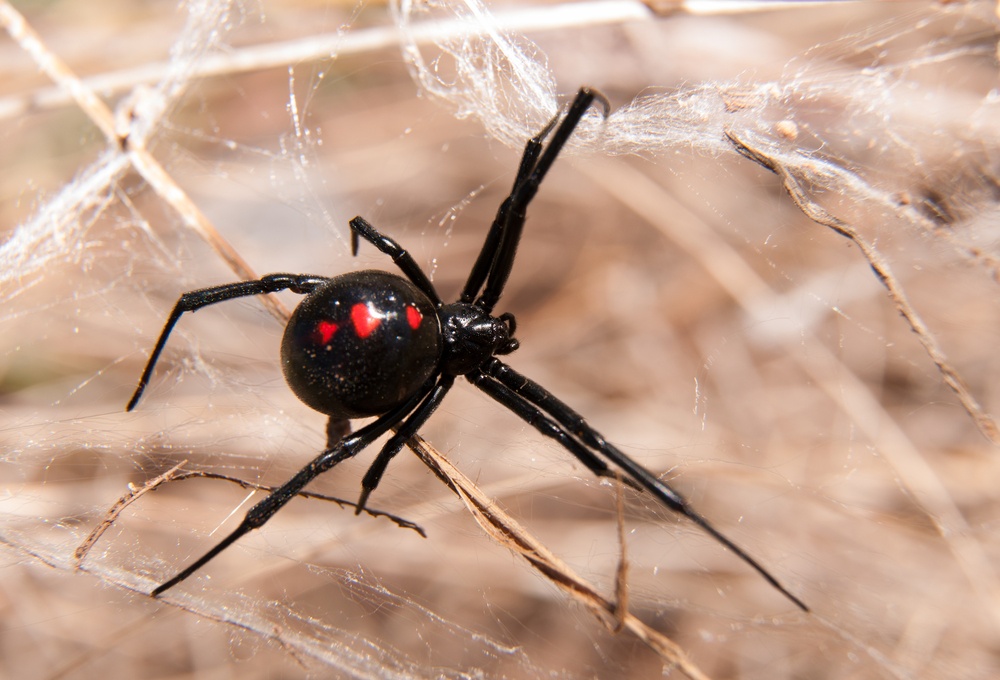 Aranhas Venenosas: As Top 10 Mais Venenosas do Mundo