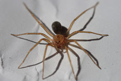 Aranha Marrom É Venenosa? Características e Nome Científico