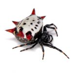 Aranha Preta E Branca 5