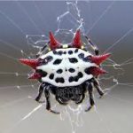 Aranha Preta E Branca Em Sua Teia 2