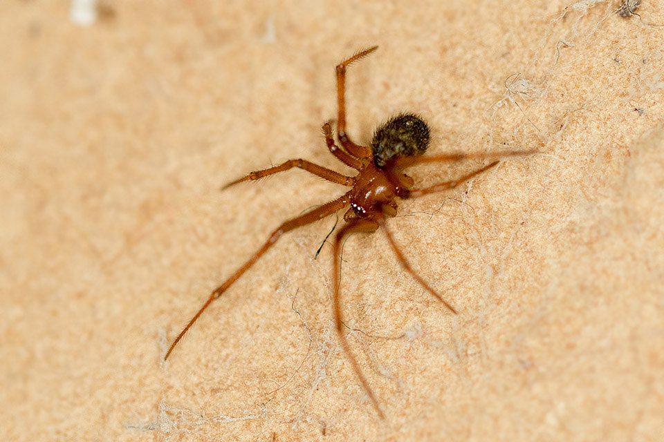 Aranha Vermelha Domestica: Nome Popular e Curiosidades