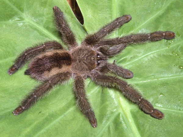 Espécies de Aranhas Grandes no Brasil e no Mundo